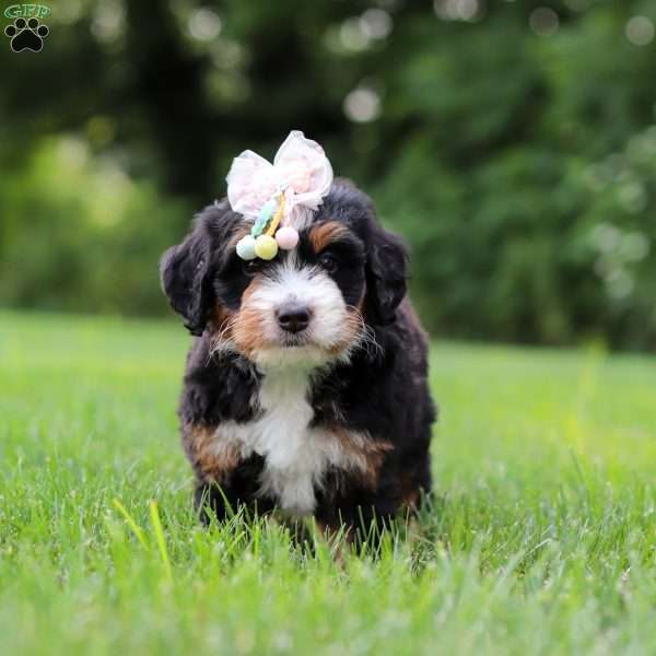 Oprah, Mini Bernedoodle Puppy